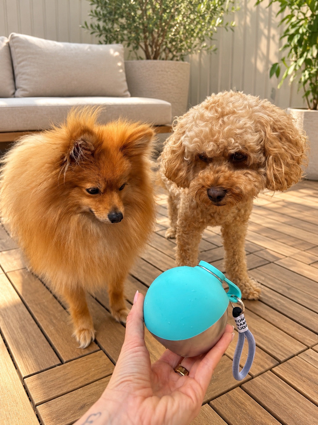 Closed blue Walkmate Dog Water Bottle held beside a Pomeranian and Cavoodle