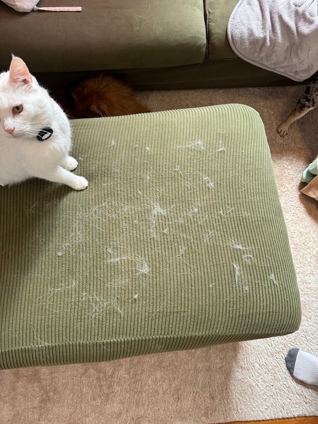 How to stop pet hair from taking over your home.