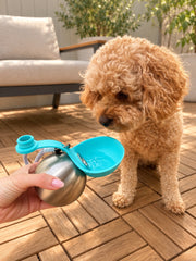 Cavoodle beside the open blue Walkmate bottle and bowl filled with water