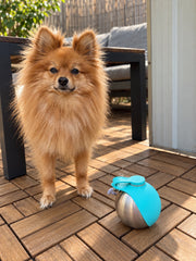 Pomeranian beside the closed blue Walkmate Dog Water Bottle