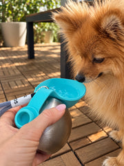 Pomeranian drinking from the Walkmate fold-out bowl
